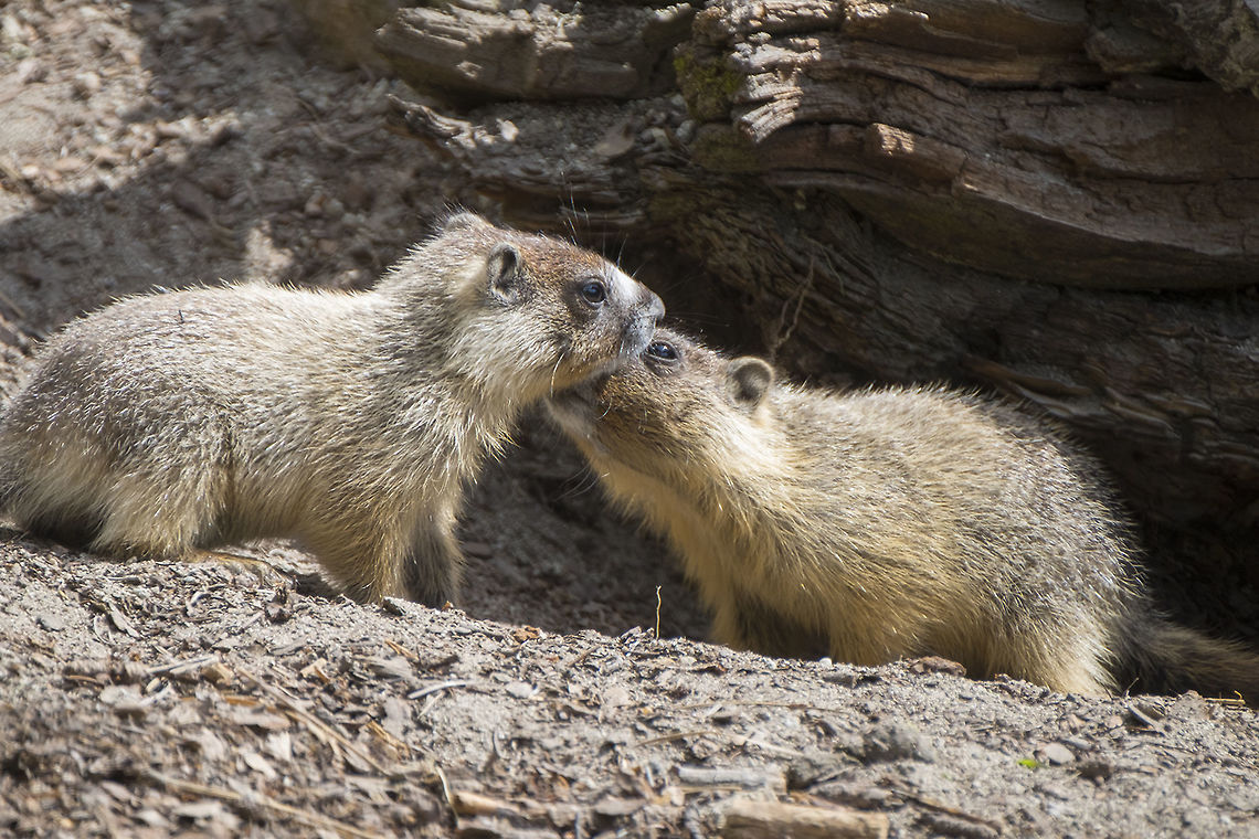 Welcome home the marmot on the left came scrambling down out of the bushes. The others had to give him a good welcoming sniff. Geotagged,Marmota flaviventris,Spring,United States,Yellow-bellied marmot