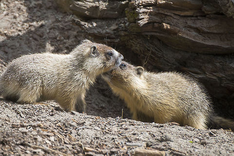 Welcome home the marmot on the left came scrambling down out of the bushes. The others had to give him a good welcoming sniff. Geotagged,Marmota flaviventris,Spring,United States,Yellow-bellied marmot