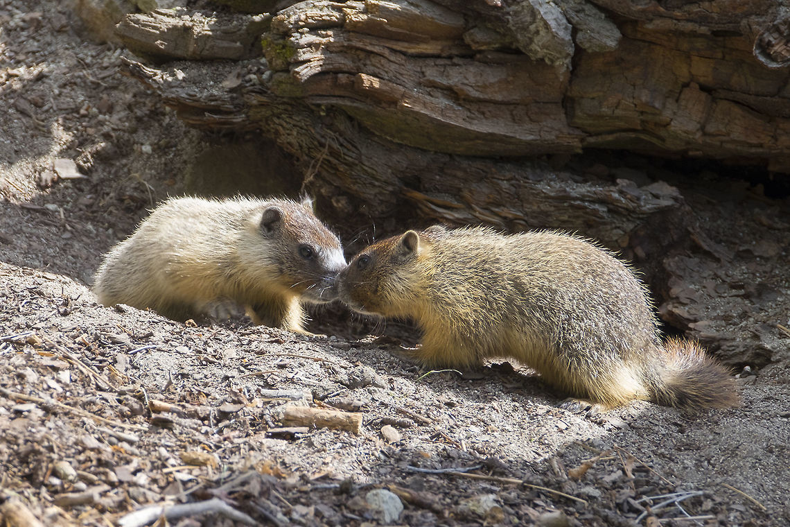 marmot mirror  Geotagged,Marmota flaviventris,Spring,United States,Yellow-bellied marmot