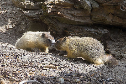 marmot mirror  Geotagged,Marmota flaviventris,Spring,United States,Yellow-bellied marmot
