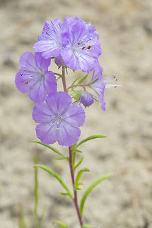 Threadleaf phacelia  Geotagged,Linear-leaved phacelia,Phacelia linearis,Spring,United States