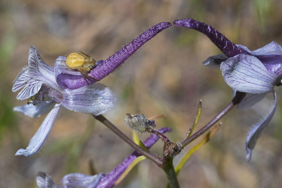 Thin petal larkspur Getting good photos of these incredibly oddly shaped flowers can be challenging.. in this one I was lucky enough to get a bonus spider - Mecaphesa sp. (from eye arrangement and hairs) maybe Mecaphesa importunus - similar markings and known to the area. Delphinium lineapetalum,Thin Petal Larkspur