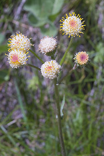 racemose pussytoes I'm not sure about these.. they look a lot like Douglas' dustymaiden, but those flowers have pink or white anthers, not yellow...  Antennaria racemosa,Geotagged,Racemose pussytoes,Spring,United States