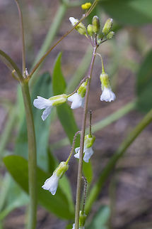 Littleleaf rockcress the flowers look a lot like it's relatives, but they are very tiny Boechera microphylla,Geotagged,Spring,United States,littleleaf rockcress