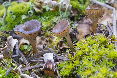 tiny brown mushrooms  Geotagged,Omphalina pyxidata,Spring,United States