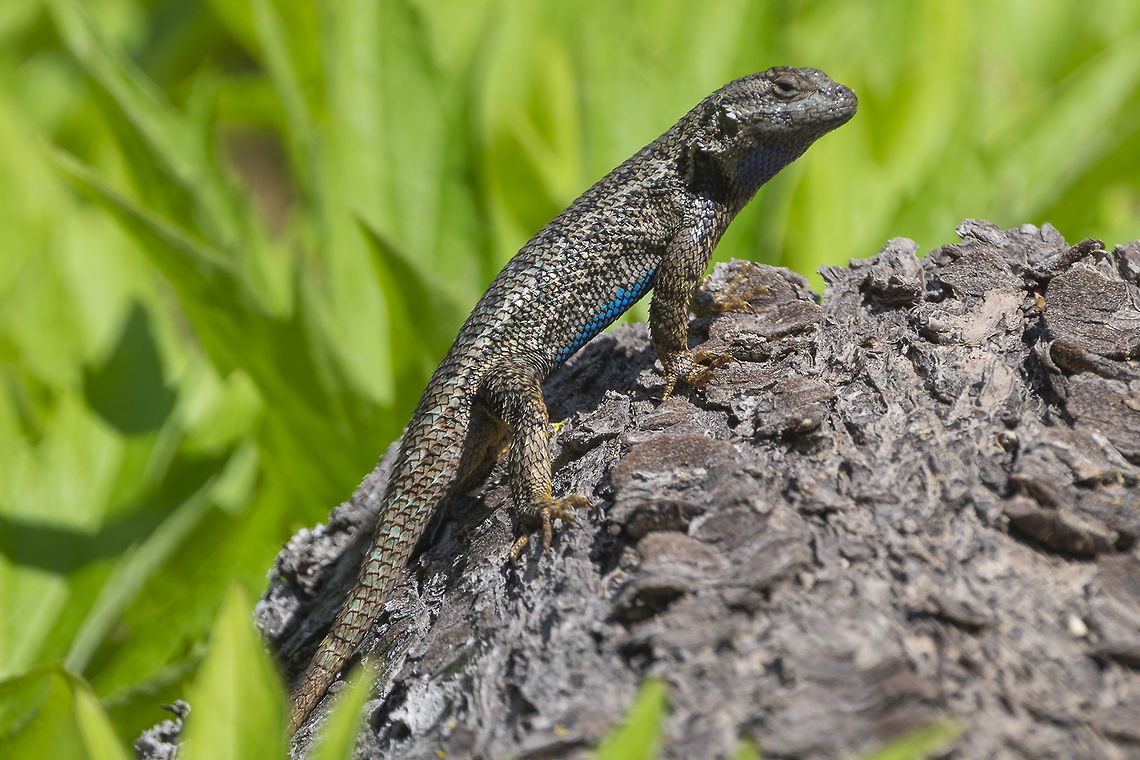 Male western fence lizard lots of these little guys and gals out sunning - mostly I could just hear them scurrying away as I came down the trail Geotagged,Sceloporus occidentalis,Spring,United States,Western fence lizard