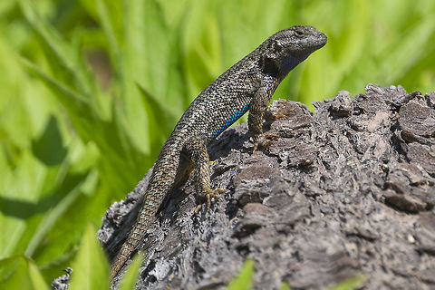 Male western fence lizard lots of these little guys and gals out sunning - mostly I could just hear them scurrying away as I came down the trail Geotagged,Sceloporus occidentalis,Spring,United States,Western fence lizard