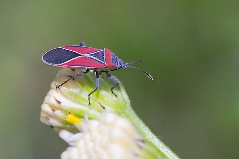 Whitecrossed seed bug yeah - an easy ID! Geotagged,Neacoryphus bicrucis,Spring,United States,Whitecrossed seedbug