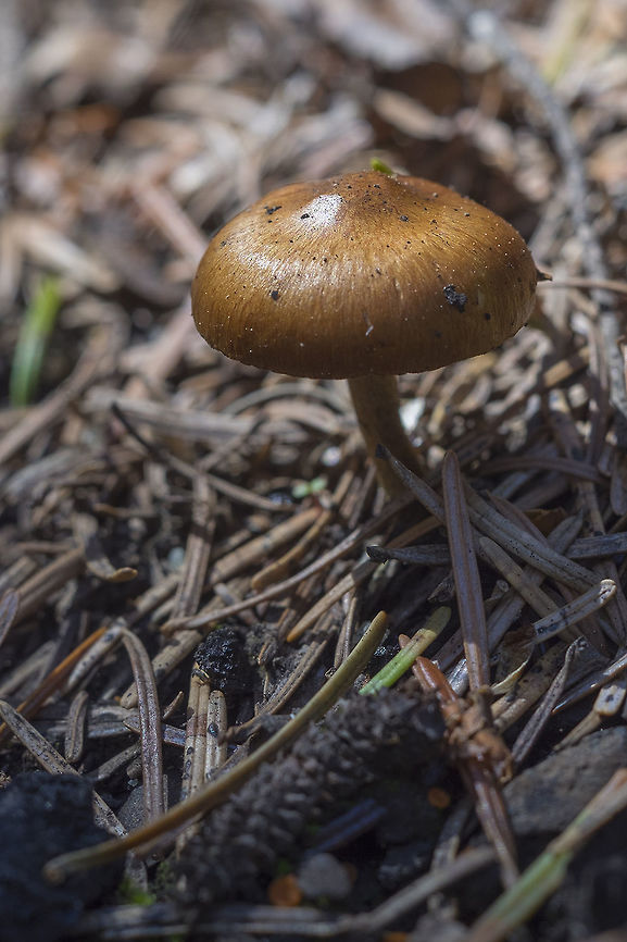 Spring LBM - likely Inocybe sp. there were literally *thousands* of these LBMs in the Chiwakum creek area. That and the fact that we don't have too many spring fruiting varieties gives me some hope that I may be able to ID this one, but it may take a while..  Geotagged,Spring,United States