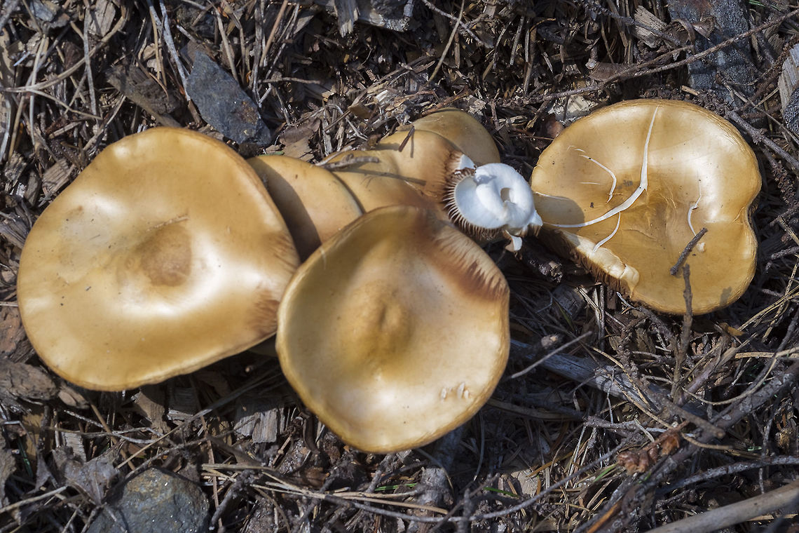 Big brown mushrooms... I&#039;m not sure if these are just a very mature specimen of the LBM or something completely different... I&#039;m leaning to completely different, as this clump was the only one I saw  that was this size - these were around tea cup saucer sized, while the others were more around silver dollar sized.  Geotagged,Spring,United States