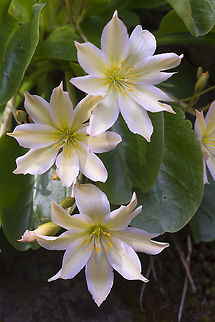 Tweedy's Lewisia these really look unreal.. they look like they belong far more in a tropical jungle (or perhaps even more a *fake* jungle... like something you'd see as decoration at the Rainforest cafe or Disney...) than a north western pine forest.. but here they are and only here. They are an endemic with a rather small range, only a few places in Washington and British Columbia, with rather specific growing conditions. 
 Geotagged,Lewisiopsis tweedyi,Spring,United States