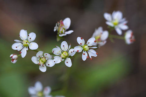 Idaho Saxifrage I love, love this family of flowers. They are tiny little surprises in complexity that are rarely revealed unless you get down on your knees are take a really close - magnified even - look. Then you can see that they have intricately cut little petals, often with tiny spots of color and bright stamens. (look close these have two subtle yellow dots). They are so very easy to walk right by, but if you take a moment you discover something amazing. Geotagged,Idaho Saxifrage,Micranthes idahoensis,Spring,United States