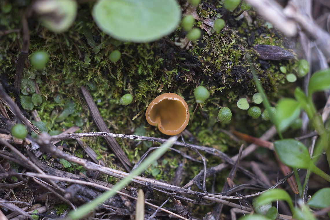 Charcoal loving elf cup Now I feel like I should have paid way more attention to this little guy... I was thinking it was nothing special, probably a very small otidea, but apparently it&#039;s a species that likes burnt ground, and burnt this area was. It will probably grow into a bigger more globe shape and have some friends in a while.  Geopyxis carbonaria,Geotagged,Spring,United States