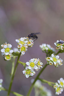 Northwestern saxifrage apparently popular with the insects.. Geotagged,Micranthes fragosa,Northwestern saxifrage,Spring,United States