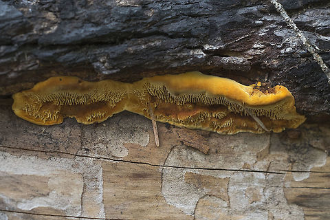 Pseudomerulius aureus This is actually pretty small - not nearly as big as it looks like it might be - but you can see from the pine needles stuck in it that it is only a few inches long Geotagged,Pseudomerulius aureus,Spring,United States