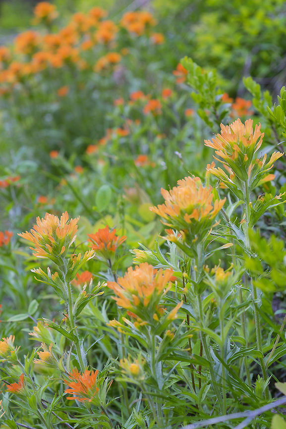 Harsh paintbrush sometimes I just can't resist the really common things :p - especially when the show is so good - 3 different shades all in one clump Castilleja hispida,Geotagged,Harsh Paintbrush,Spring,United States