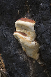 Shelf bracket on a standing burnt tree  Fomitopsis pinicola,Geotagged,Red Banded Polypore,Spring,United States