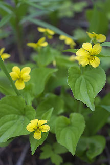 Pioneer Violets  Geotagged,Spring,Stream Violet,United States,Viola glabella