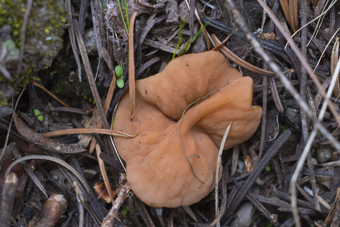 Pig's ear  Discina perlata,Discina perlata(Fr.) ex Fr.,Geotagged,Gomphus clavatus,Gyromitra olympiana,Pig's Ears,Spring,United States