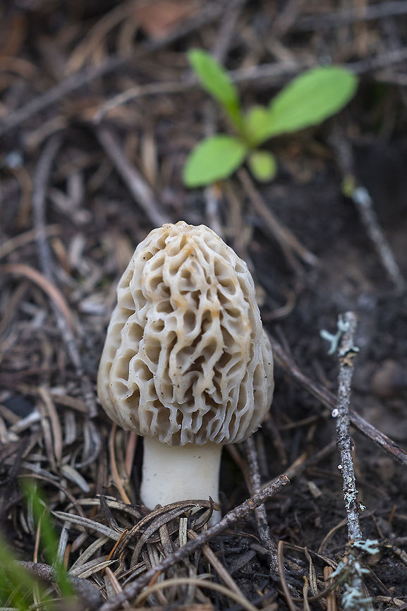 Western blond morel This is one of a few that graced my dinner plate last night, but it was so handsome (and a different species from the others), so I thought it deserved it's own portrait. As with the other edible mushrooms I've photographed, I'm not going to tell exactly where I found it ;-) Morchella frustrata