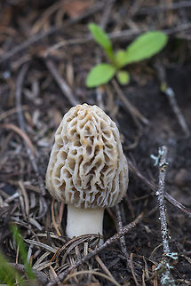 Western blond morel This is one of a few that graced my dinner plate last night, but it was so handsome (and a different species from the others), so I thought it deserved it's own portrait. As with the other edible mushrooms I've photographed, I'm not going to tell exactly where I found it ;-) Morchella frustrata