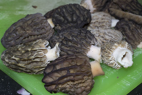 My first real morel find! This is the first time I've found more than one at a time - yum.
I'm not sure if I have more than one species or just natural variation - I suspect just variation, as most of these were found in pretty much one area - except for the blondie, which was alone. I do think they may be burn morels as it was a recent burn area- unfortunately this means I probably cannot accurately ID.. there's a cluster of species that are superficially identical and there's no longer any chance of examining them microscopically - because I ate them :p