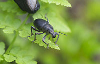 Black weevil 5 image handheld stack<br />
Possibly Alophini tribe Trichalophus genus Geotagged,United States