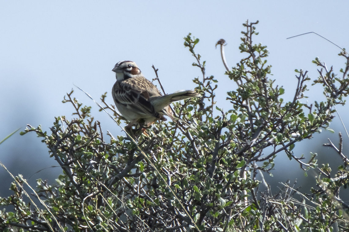 lark sparrow  Chondestes grammacus,Geotagged,Spring,United States,lark sparrow