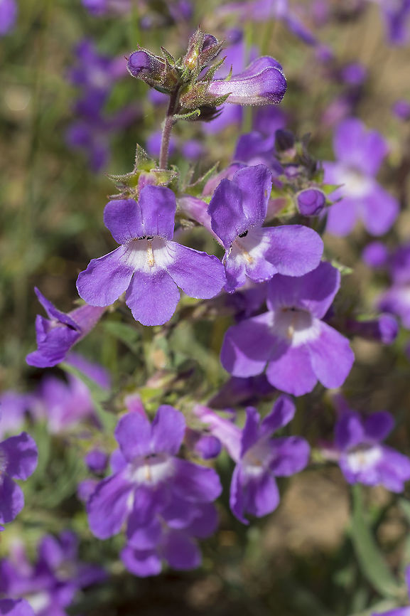 Gardinier's penstemon  Gardinier's penstemon,Geotagged,Penstemon gairdneri,Spring,United States