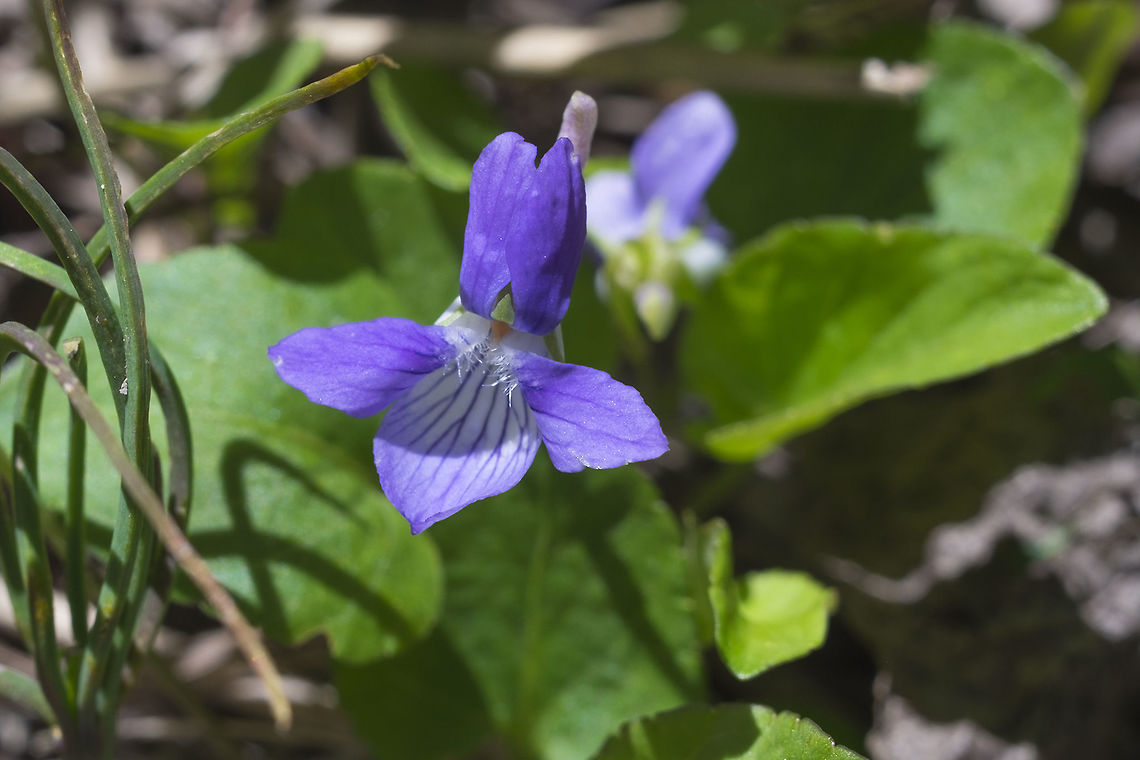Hookedspur violet  Geotagged,Hookedspur violet,Spring,United States,Viola adunca