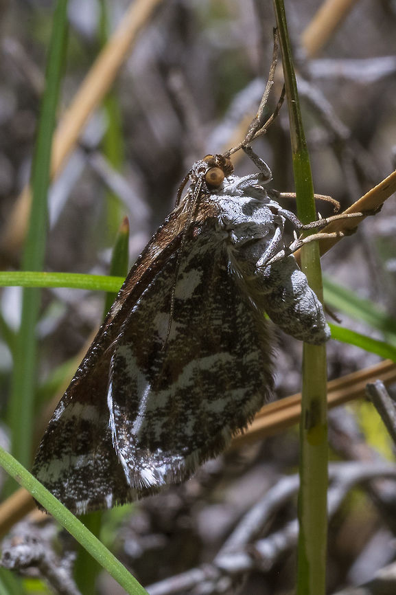 large mottled moth I never did get a glimpse of this one's open wings, so ID will probably not be possible..<br />
Never say never.. many thanks to WildFlower! Geotagged,Spring,Stamnodes marmorata,United States