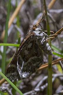large mottled moth I never did get a glimpse of this one's open wings, so ID will probably not be possible..
Never say never.. many thanks to WildFlower! Geotagged,Spring,Stamnodes marmorata,United States