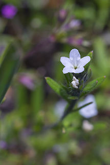 Field gromwell introduced Geotagged,Lithospermum arvense,Spring,United States