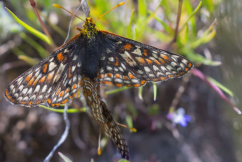 mating checkerspots  Ediths checkerspot,Euphydryas editha,Geotagged,United States
