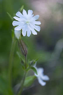 White campion introduced Geotagged,Silene latifolia,Spring,United States