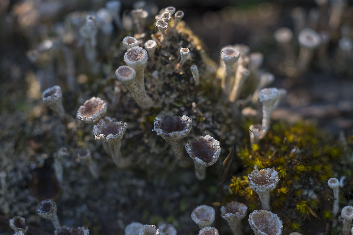 lichen fruiting bodies these ones were a lovely tan/gold rather than the usual green Geotagged,Spring,United States