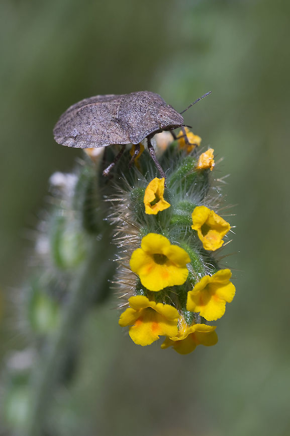 Eurygaster shoshone Eurygaster shoshone is an odd ball within the Nearctic Eurygaster spp. and the only one of the bunch that would be classified in the subgenus Eurygaster sensu stricto (with the European Eurygaster hottentotta as type species) if historically defined subgenera would merrit world wide usage.<br />
E. shoshone is recognizable by the postero-lateral margin of pronotum (margin behind the bluntly rounded shoulder) being very clearly _very_ sinuate and the scutellum clearly keeled medially.<br />
Please be aware that other species will often have a clear medial stripe on the scutellum that also carries less punctures, making it look like a keel optically, but not actually keeled(!) Eurygaster,Eurygaster shoshone,Geotagged,Heteroptera,Scutelleridae,Spring,United States