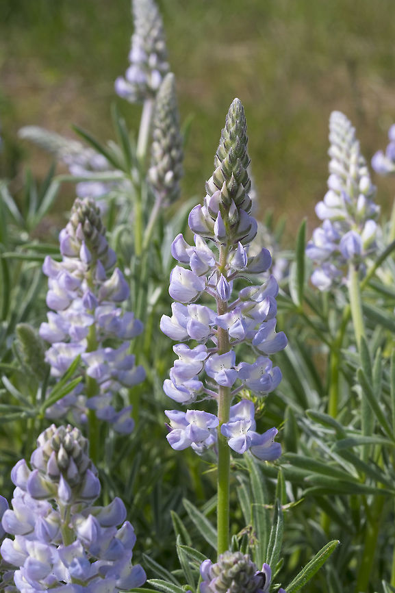 silky lupine  Geotagged,Lupinus sericeus,Silky Lupine,Spring,United States