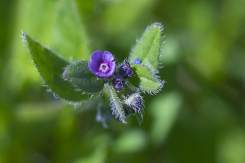German madderwort  Asperugo procumbens,Geotagged,German madwort,Spring,United States