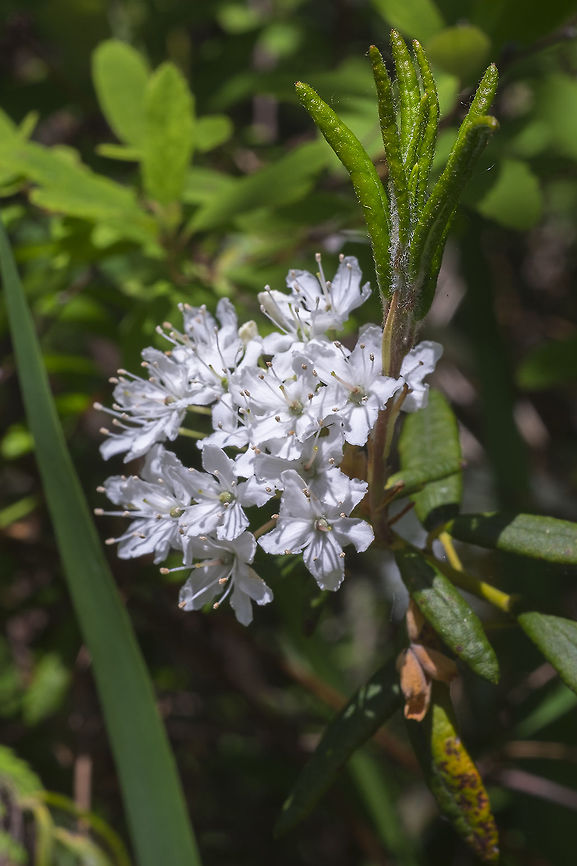 Western Labrador tea  Geotagged,Rhododendron columbianum,Spring,United States,Western Labrador tea