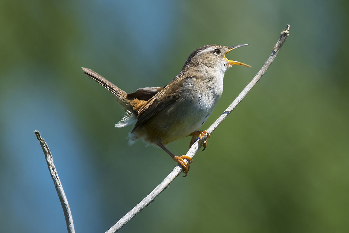 marsh wren singing  Cistothorus palustris,Geotagged,Marsh wren,Spring,United States