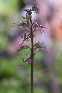 Tiny orchids  Geotagged,Lesser Twayblade,Neottia cordata,Spring,United States