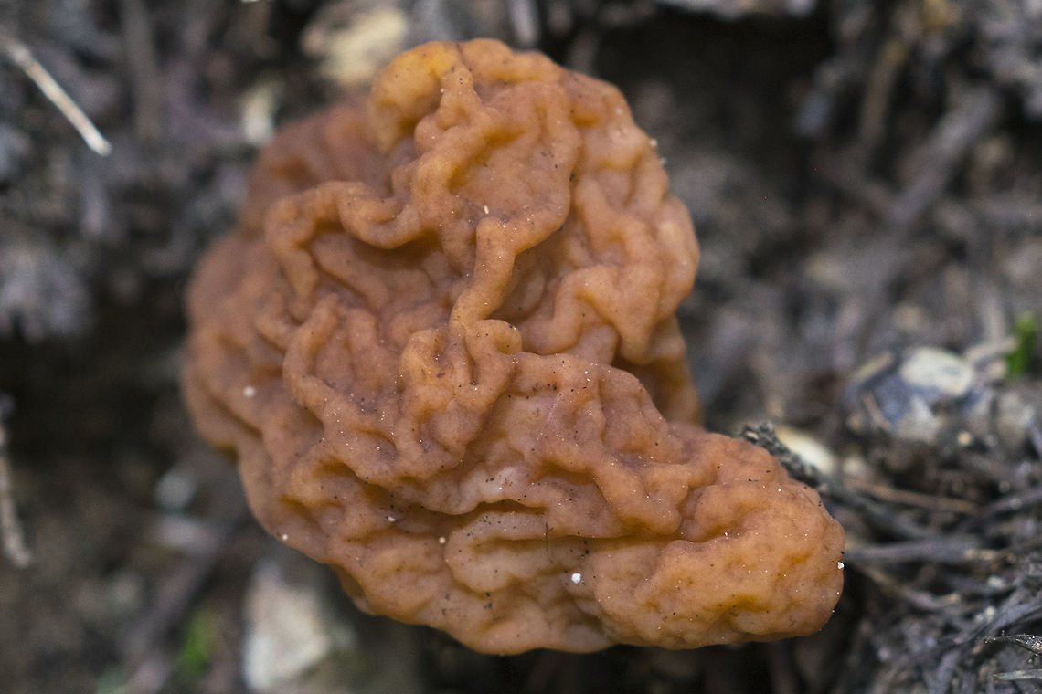 False morel - deadly! ☠ Though ironically the Latin name for this mushroom means "tasty",  it is deadly poison if consumed raw. Some brave souls boil them first and do eat them, but that is still not a guarantee... distinguishable from G. montana by it's thin stem. Geotagged,Gyromitra esculenta,Spring,United States