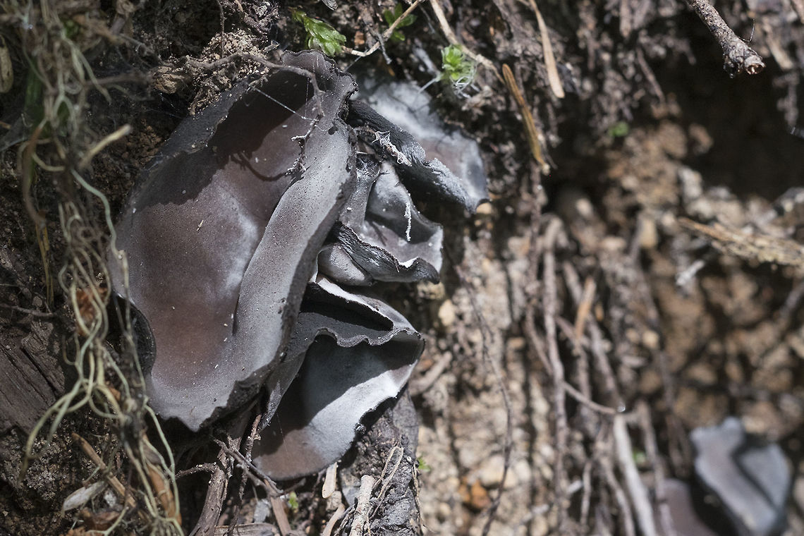 black/brown cup fungi maybe Urnula padeniana Geotagged,Spring,United States