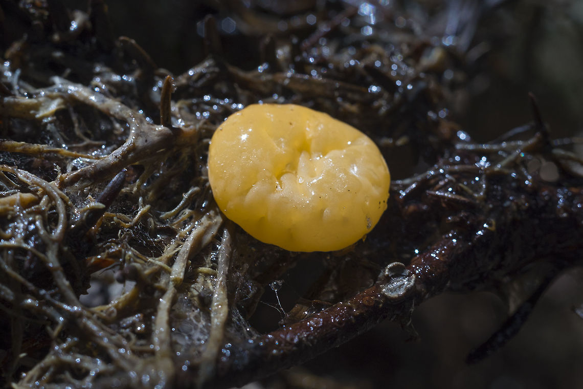 Dacrymyces ovisporus  Dacrymyces ovisporus,Geotagged,Spring,United States