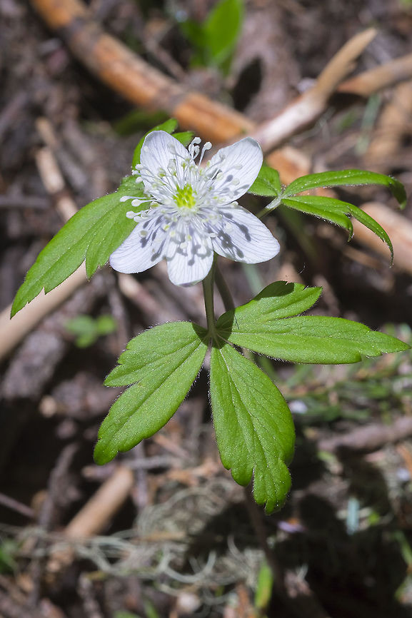 Western white anemone  Anemone deltoidea,Geotagged,Spring,United States