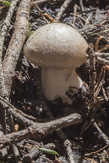 Cortinarius sp. several possibles.. cortina, rust colored spores, smelled a bit like raw potato, flesh did not stain Geotagged,Spring,United States
