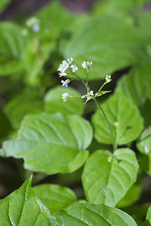 Enchanter's nightshade  Circaea alpina,Enchanter's Nightshade,Geotagged,Spring,United States