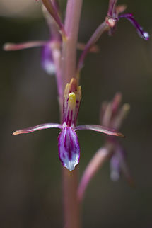 Pacific coralroot  Corallorhiza mertensiana,Geotagged,Pacific coralroot,Spring,United States