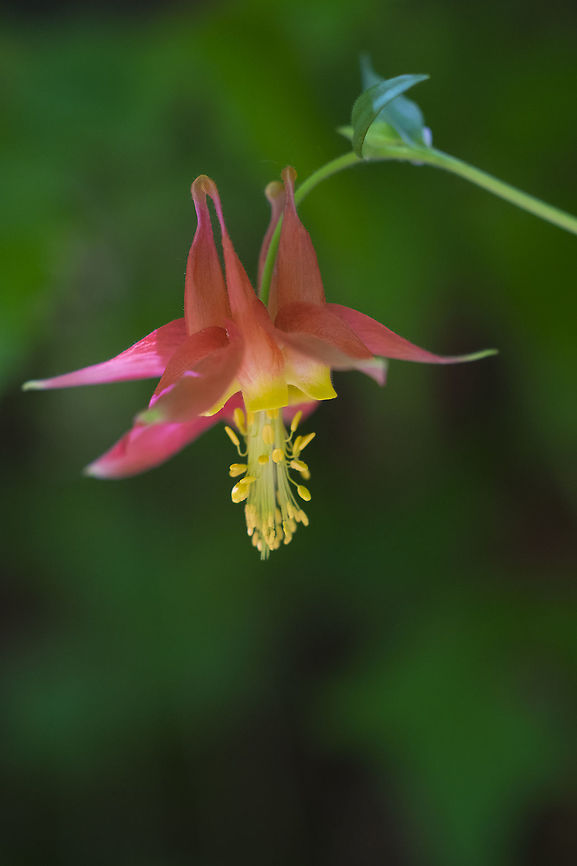 Red columbine  Aquilegia formosa,Crimson columbine,Geotagged,Spring,United States